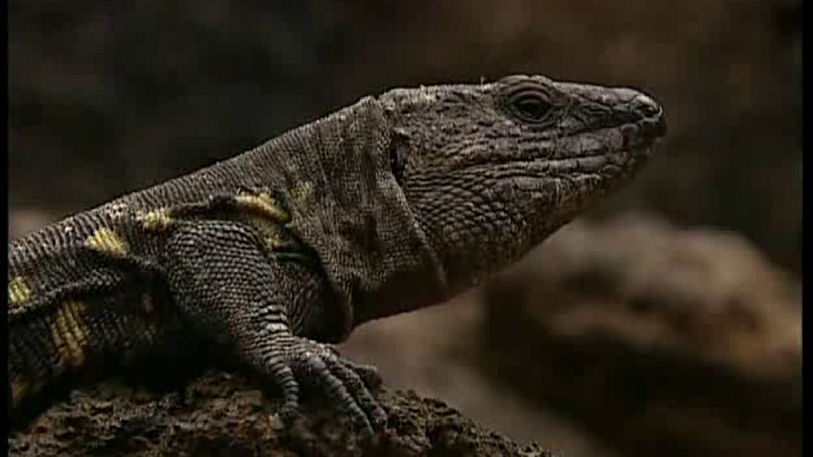 La España sumergida - El Hierro - Ver ahora