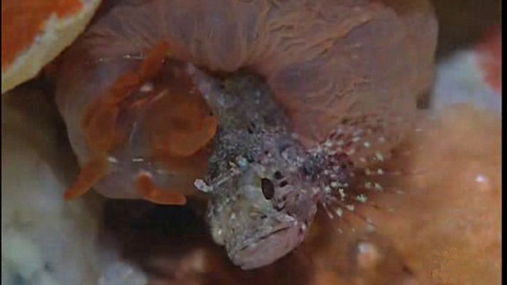 La España sumergida - Tenerife sur