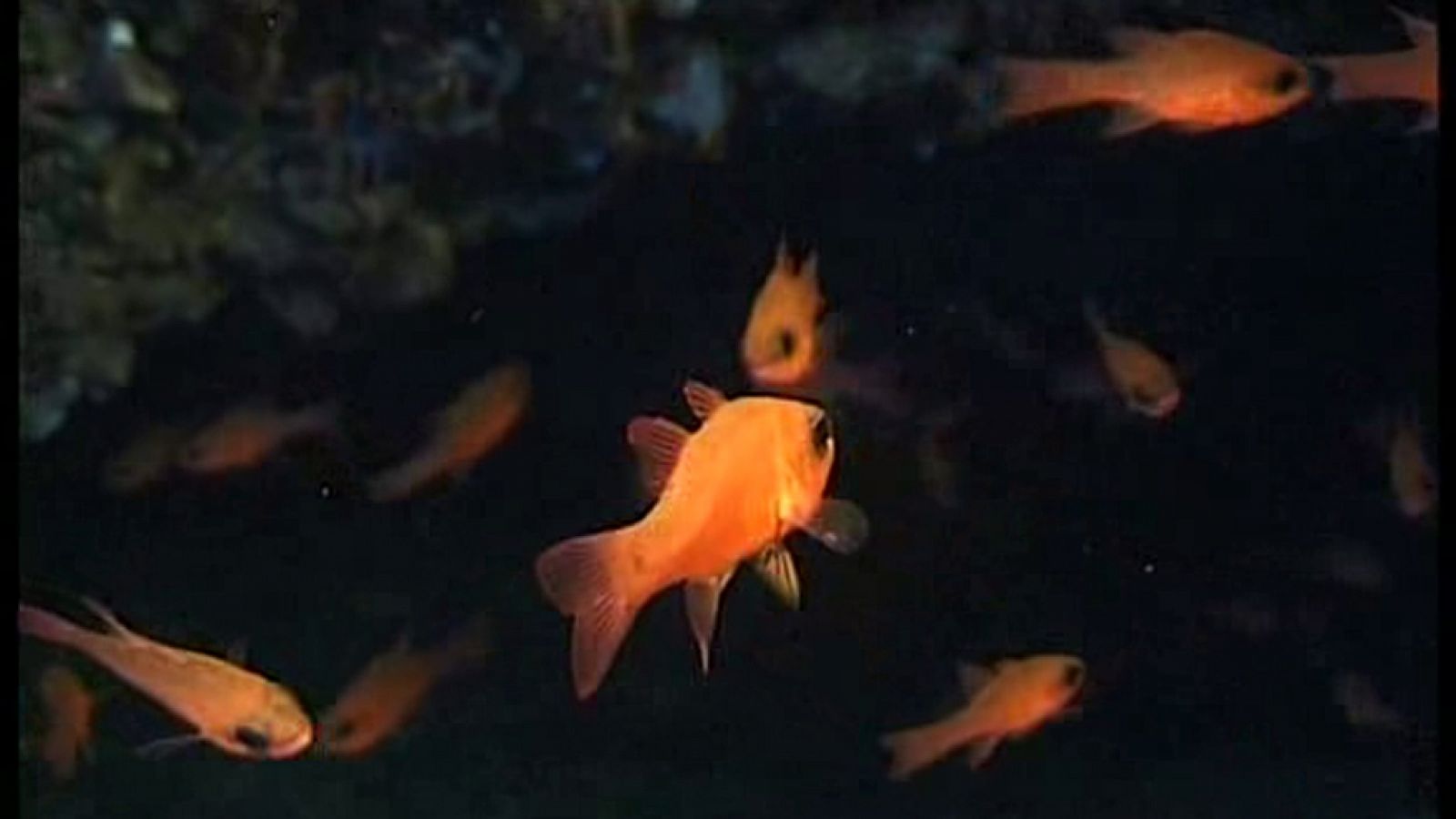 La España sumergida - Formentera - Ver ahora