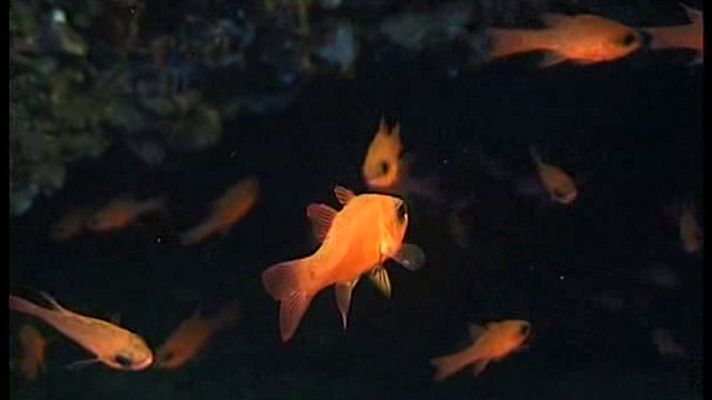 La España sumergida - Formentera