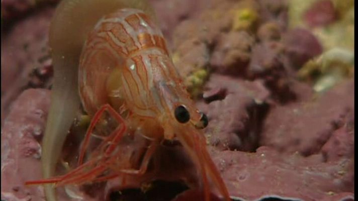 La España sumergida - Cabo de Palos