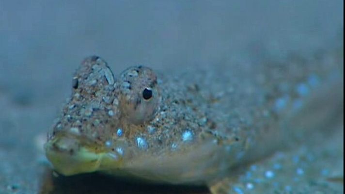 La España sumergida - Menorca