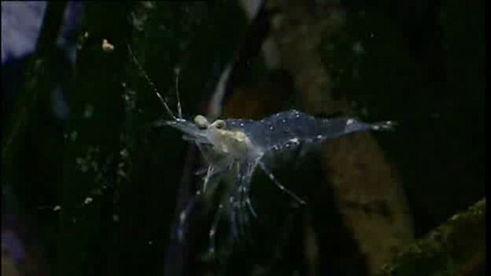 La España sumergida - Isla de Tabarca