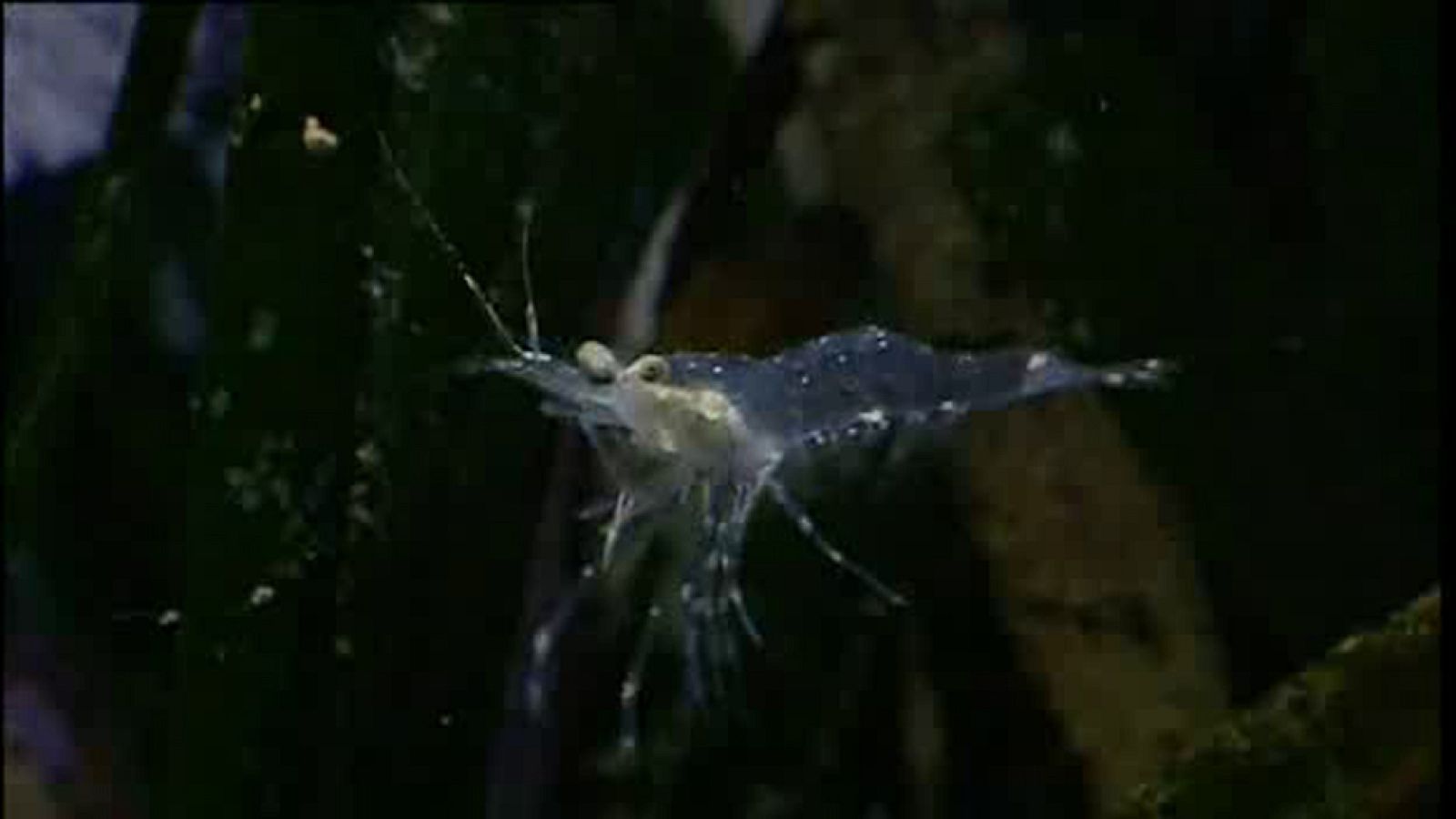 La España sumergida - Isla de Tabarca - Ver ahora