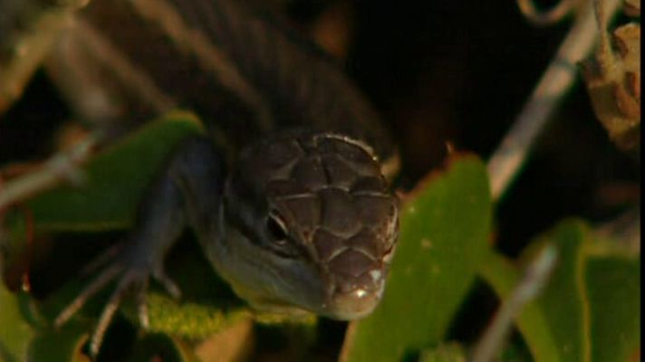 La España sumergida - La España sumergida - Cabo de Creus