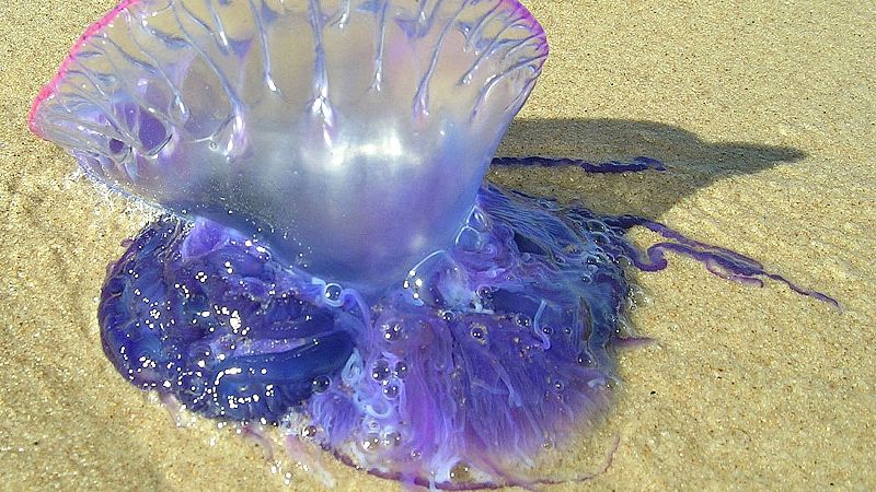 Preocupación en Alicante por la aparición, durante el fin de semana de medusas venenosas en varias playas... Se trata de carabelas portuguesas, cuya picadura, puede llegar a ser muy grave.... Ante su presencia, en la Playa de San Juan se ha llegado a