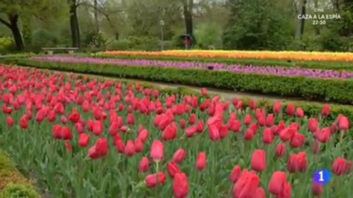 La leyenda de los tulipanes