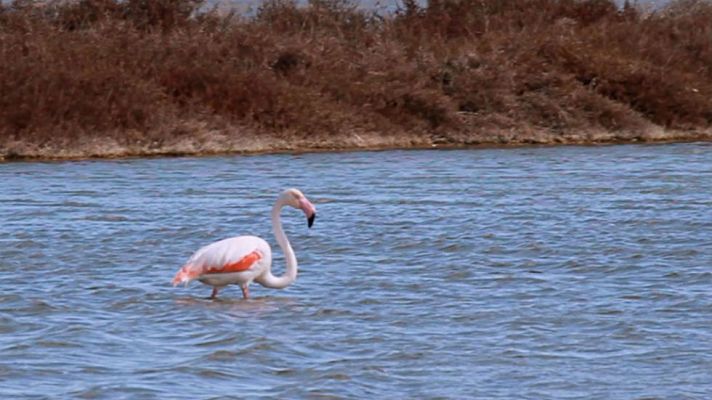 Aquí la Tierra - ¿Por qué los flamencos son rosas?