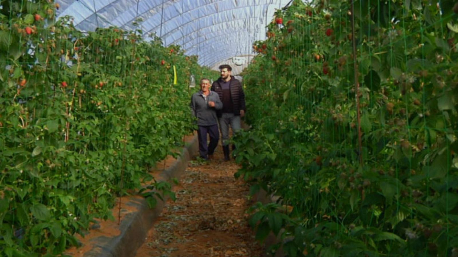 Frambuesas, joyas del campo