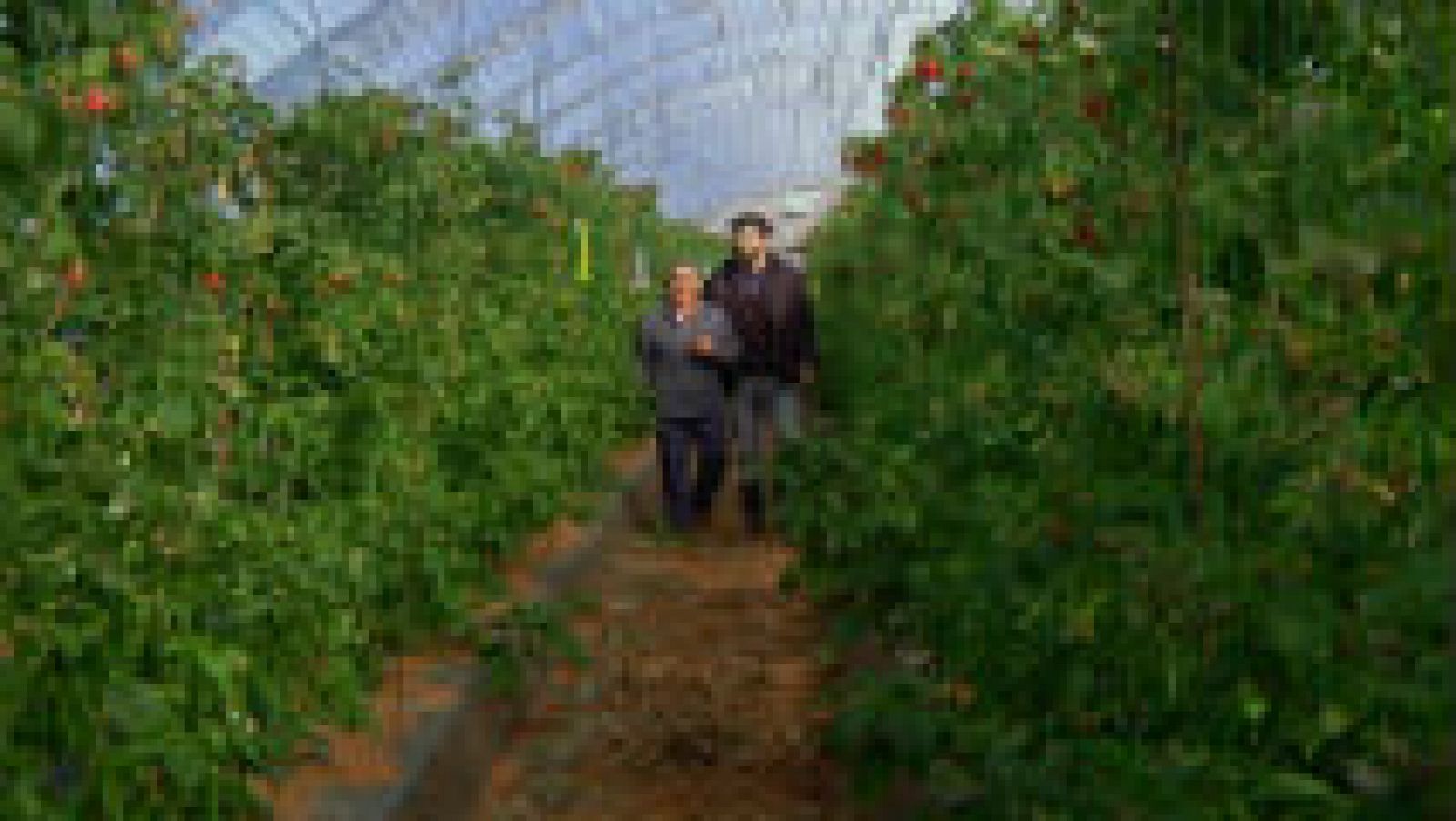 Frambuesas, joyas del campo