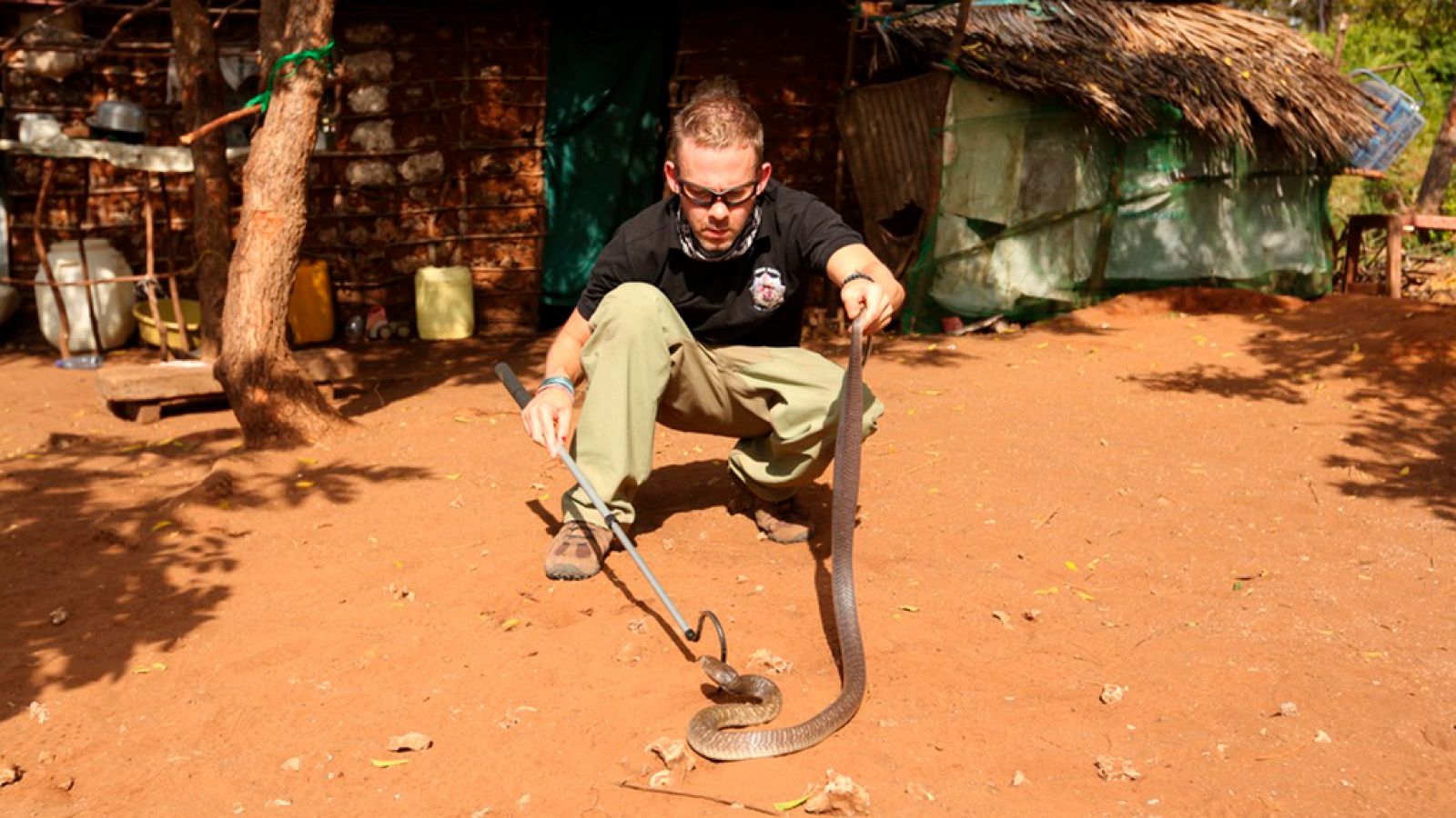 Otros documentales - Criaturas salvajes con Dominic Monaghan: cobra escupidora gigante - RTVE.es