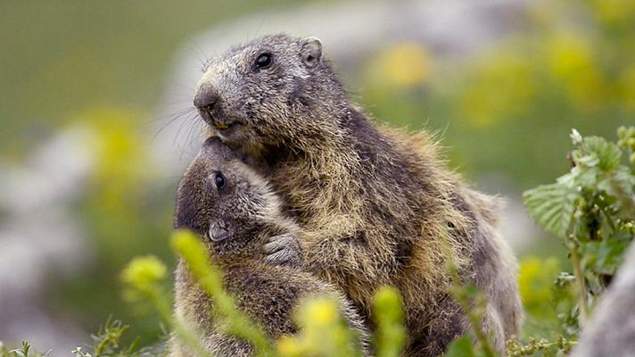 Grandes documentales - La Francia salvaje. Episodio 2