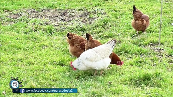 Consumo de carne que está por encima de lo saludable