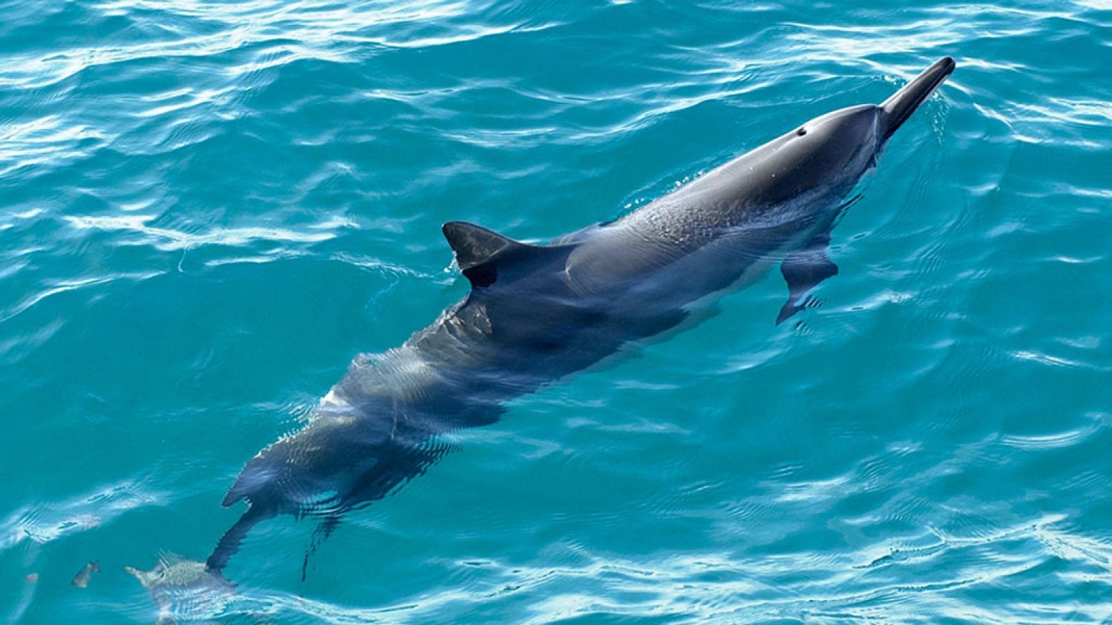 Grandes documentales - Delfines. Un espía en la manada - Episodio 2 - RTVE.es