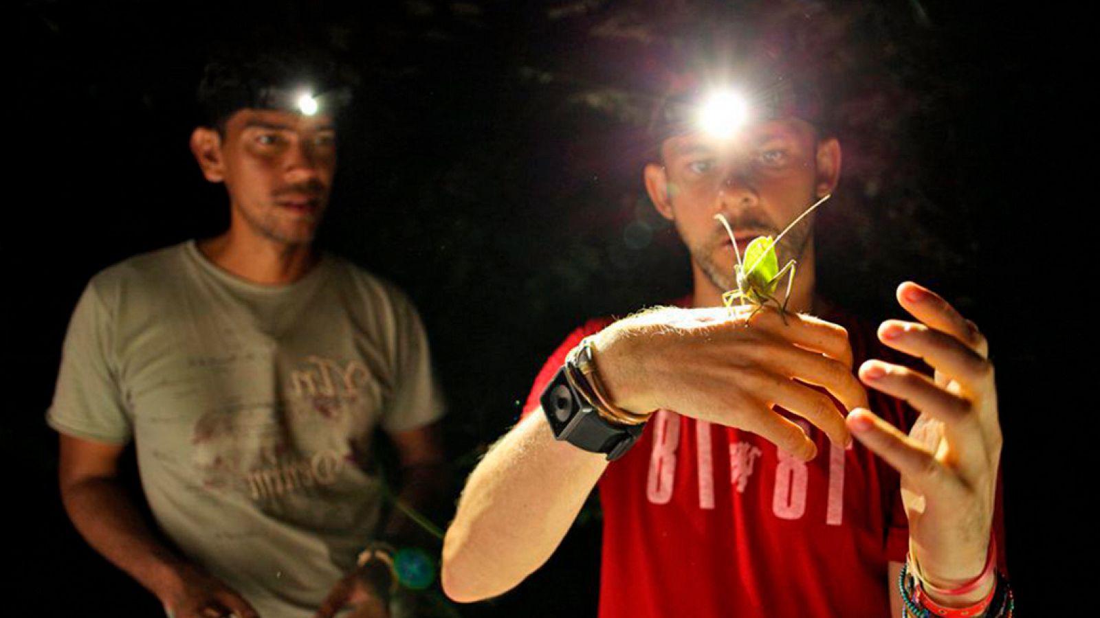 Otros documentales - Criaturas salvajes con Dominic Monaghan: el escarabajo Titán - ver ahora