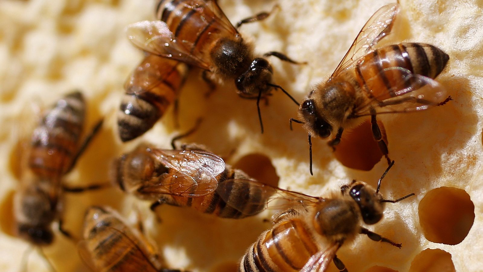 Telediario 1: Bruselas veta el uso de los pesticidas más dañinos para las abejas y otros polinizadores | RTVE Play