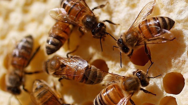 Telediario 1 - Bruselas veta el uso de los pesticidas más dañinos para las abejas y otros polinizadores