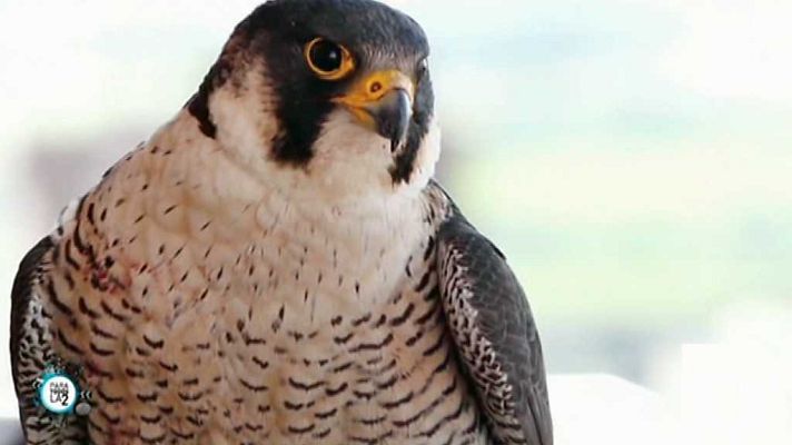 Para todos La 2 - Para todos La 2 - 28/04/18