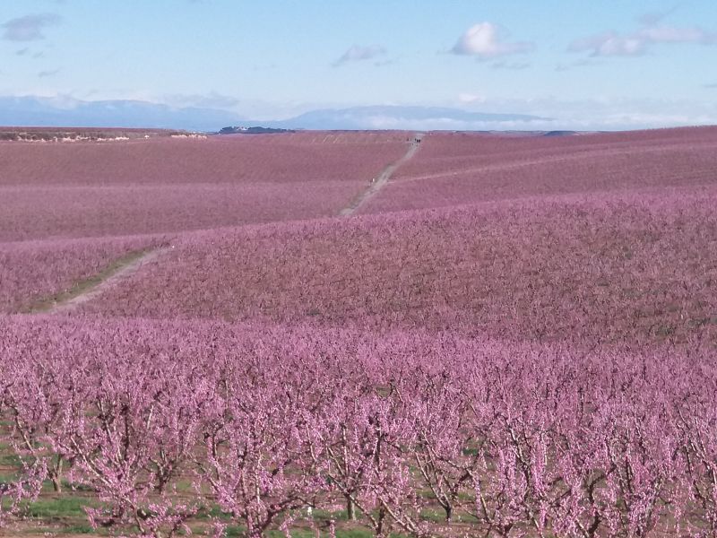 Repor - De flor en flor - Avance