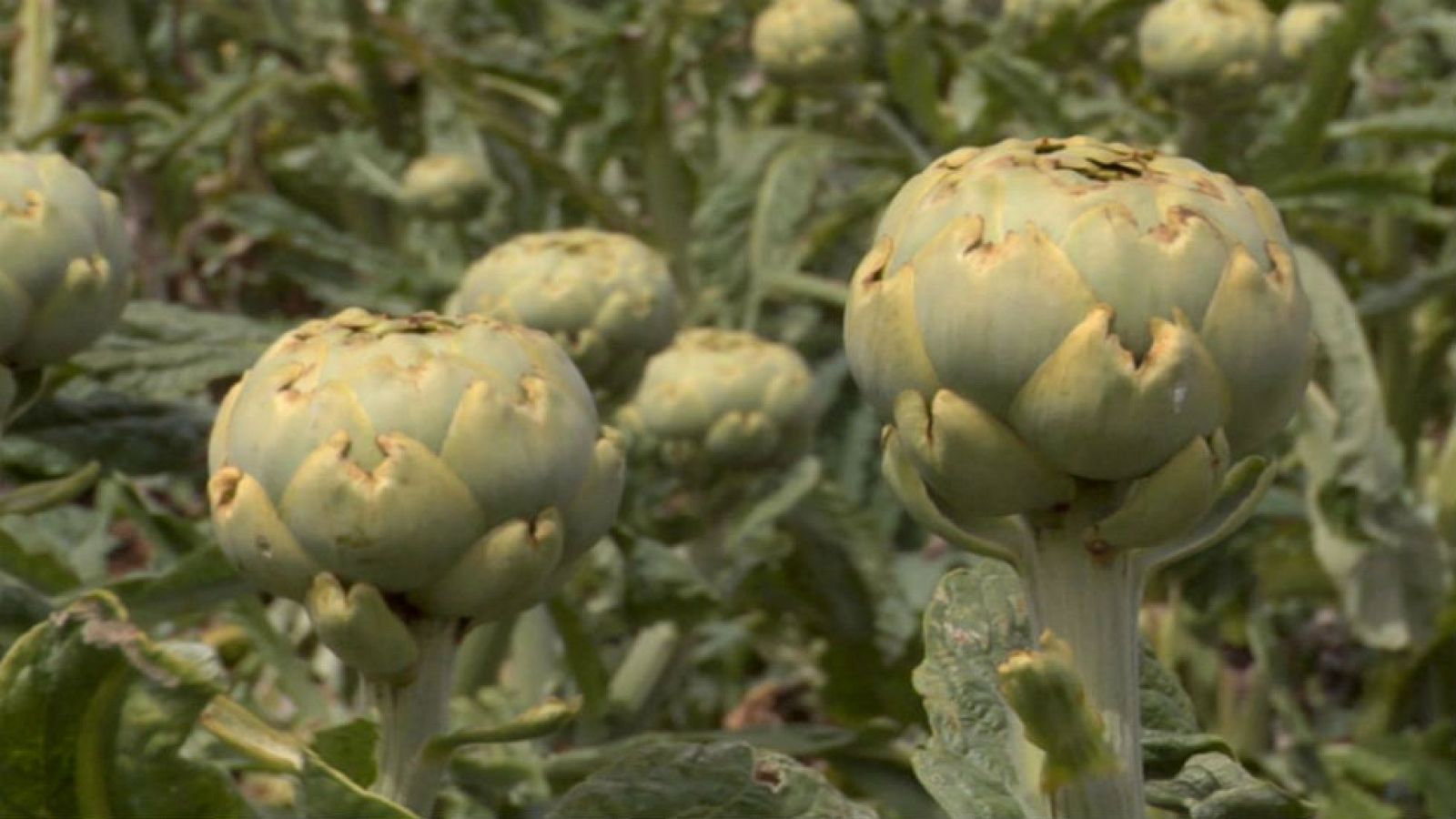 ¿Alcachofa o alcaucil?