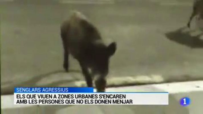 L'Informatiu - L'informatiu - 02/05/2018