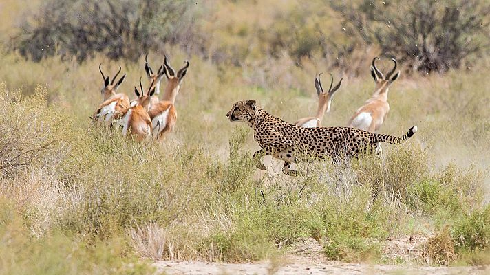 Presa contra depredadores: La supervivencia en el Serengueti
