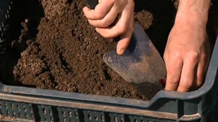 Aquí la Tierra - Remolacha, la planta todoterreno