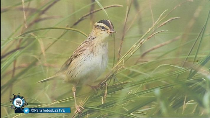 El carricerín cejudo es una de las aves más amenazadas de Eu