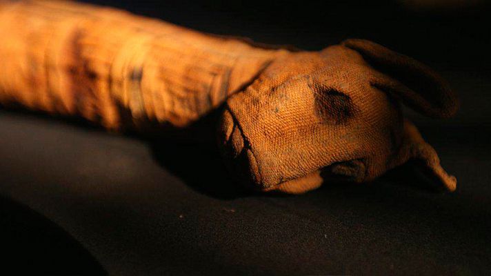 Momias animales. El oscuro secreto de Egipto