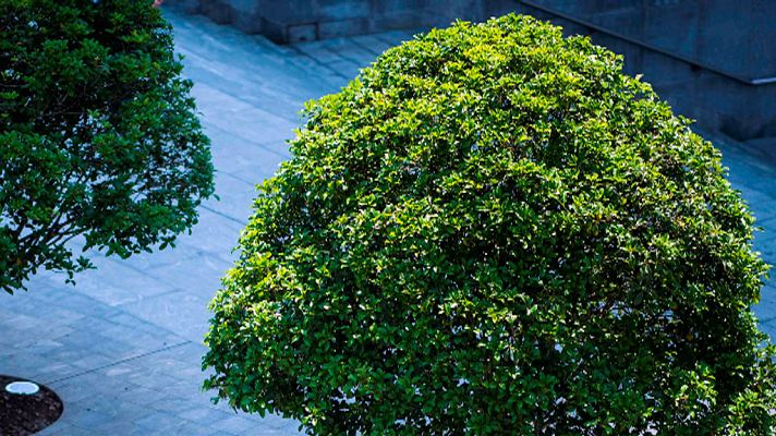 El tiempo - Intervalos de viento fuerte en el Ampurdán, Pirineos, Menorca y desembocadura del Ebro. Posibilidad de chubascos localmente fuertes en el extremo sur de Andalucía