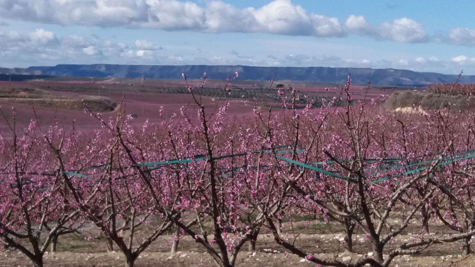 Repor - De flor en flor