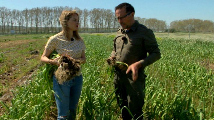 Aquí la Tierra - En temporada de ajetes