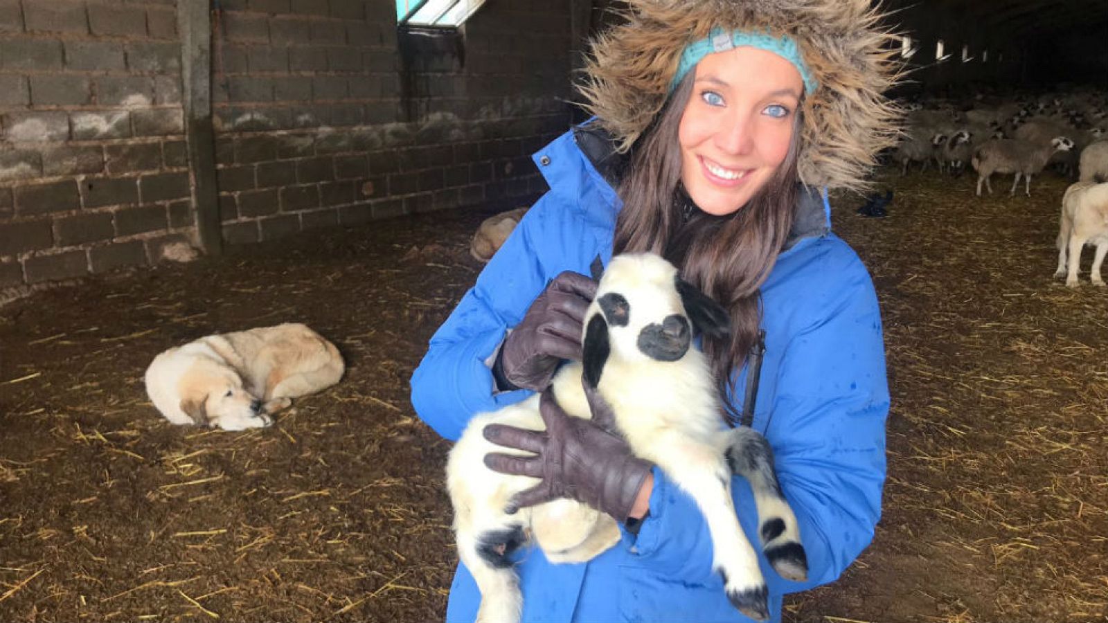 Queso de oveja churra