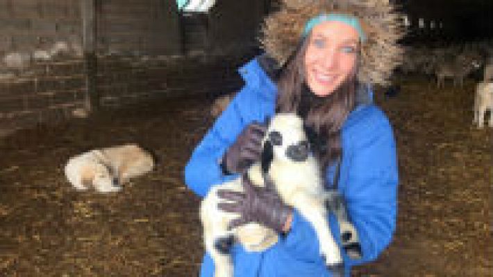 Aquí la Tierra - Queso de oveja churra