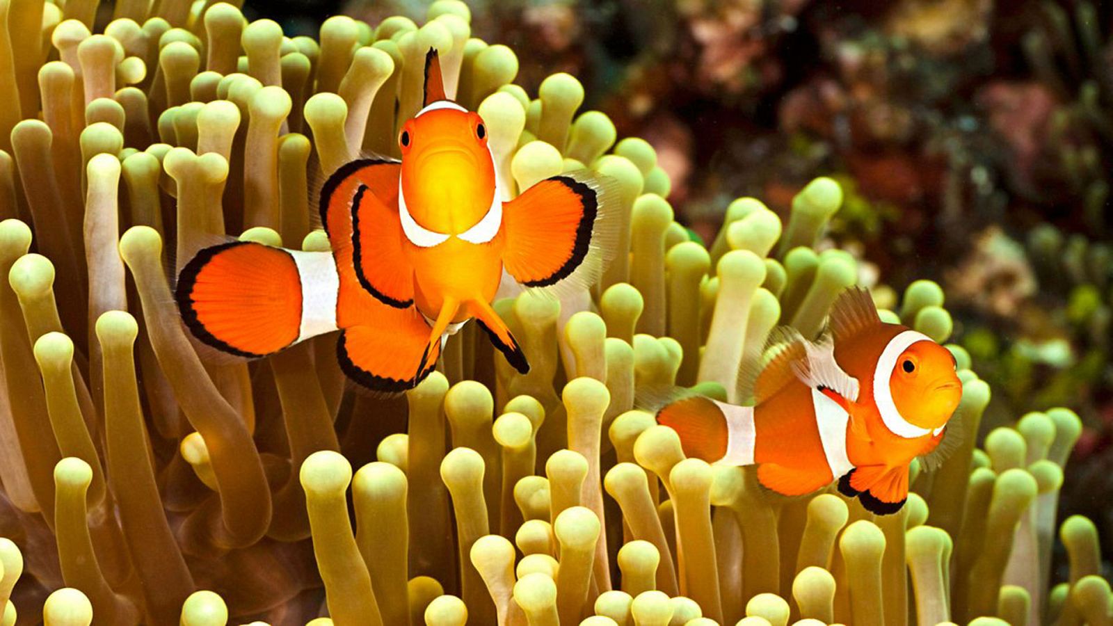 Grandes documentales - Mundo natural: Parejas perfectas - ver ahora