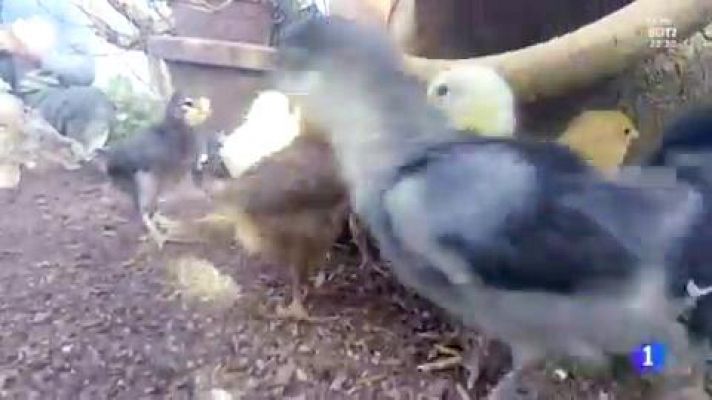 El proceso de huevo a pollito