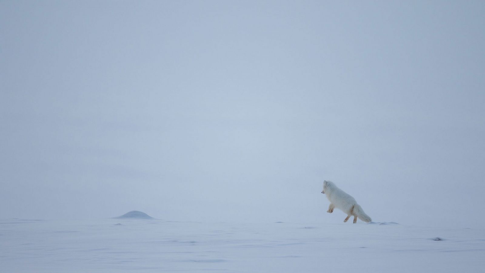 Grandes documentales - Mundo natural: Animales polares - RTVE.es