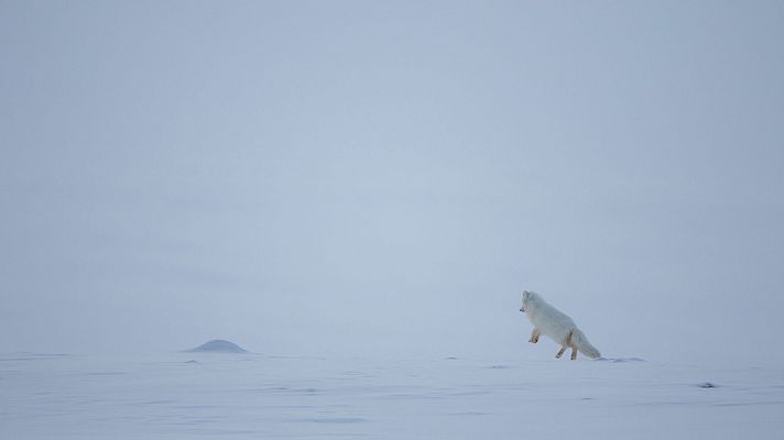 Mundo natural: Animales polares