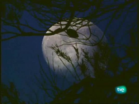 Jara y sedal - Pasión por el corzo