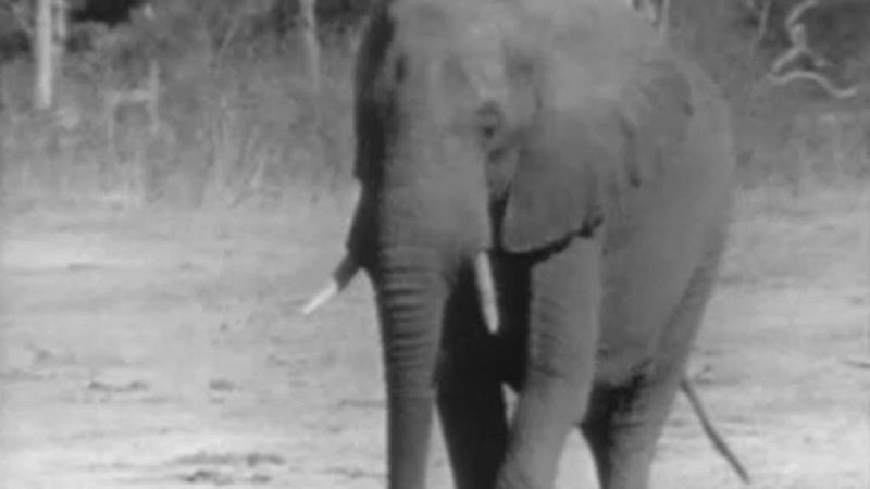 El planeta azul - Los herb�voros (II)