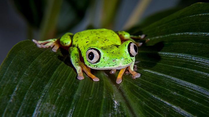Criaturas salvajes con Dominic Monaghan : Costa Rica
