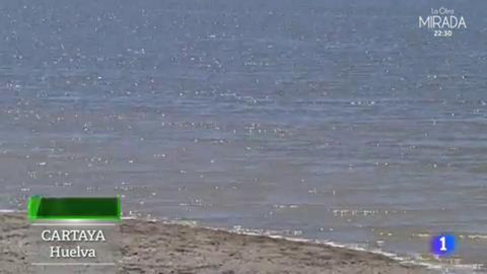 Alguicultura: la huerta marina