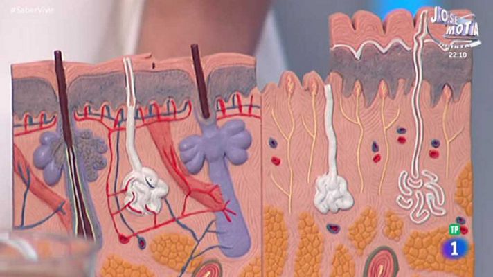 Saber vivir - Saber vivir - 11/05/18