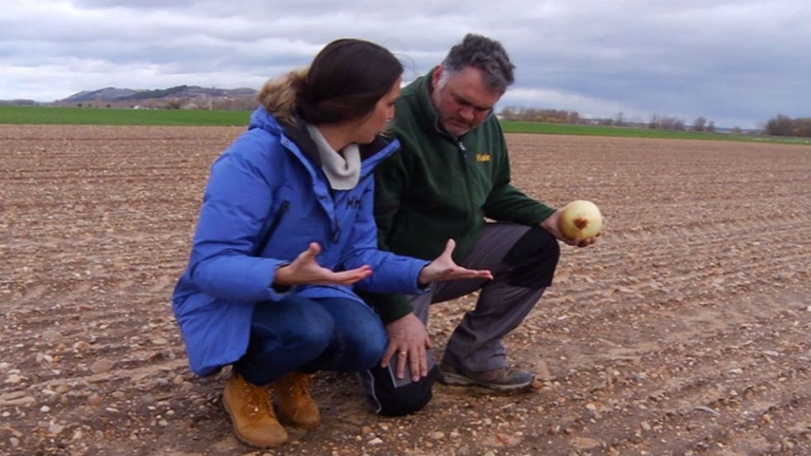 ¿Sabes cómo se siembran las cebollas?