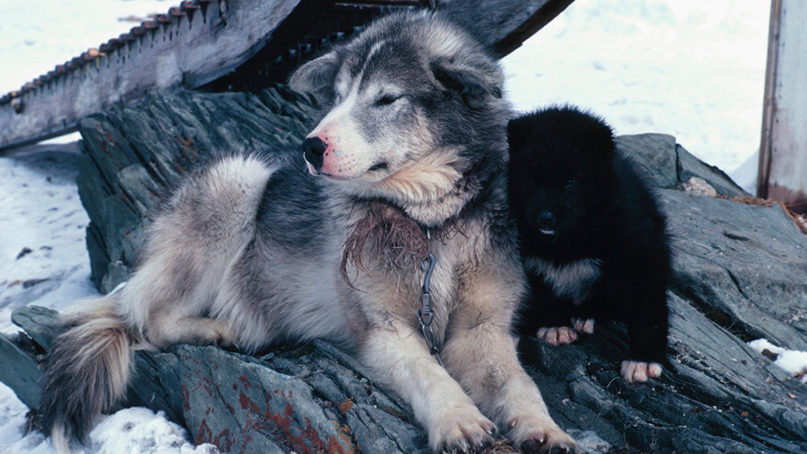 Grandes documentales - Los perros del Ártico - RTVE.es