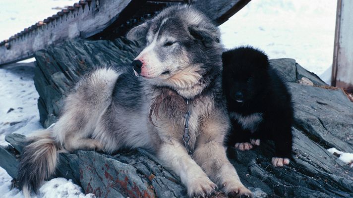 Los perros del Ártico