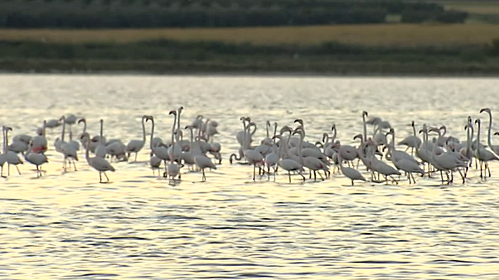 España Directo - 16/05/18 - ver ahora