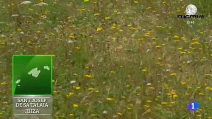 La mejor infusión del campo 