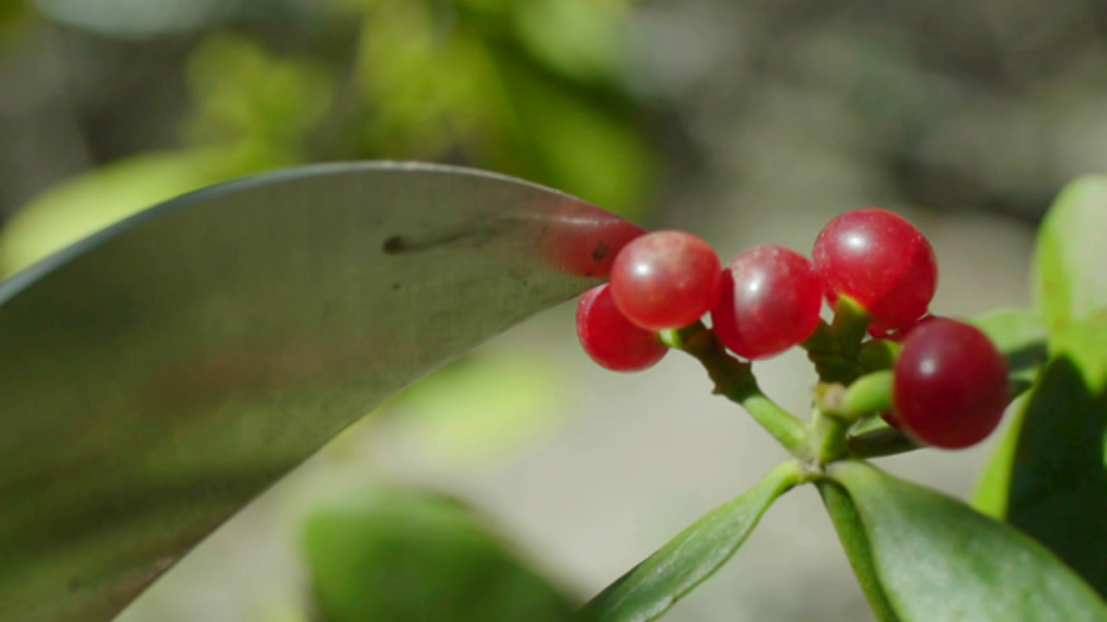 El señor de los bosques - Cádiz - ver ahora