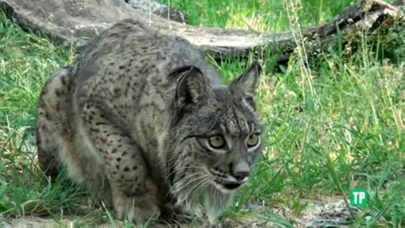 Territorio lince - Avance